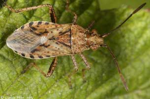 Stictopleurus punctiventris