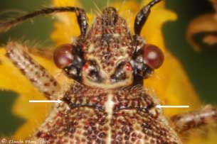 Arhyssus sp. sillon