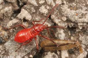 Boisea trivittata nymphe