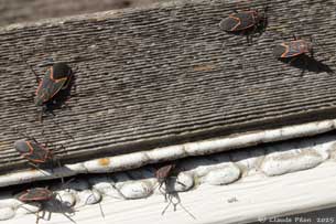 Boisea trivittata à la recherche d'abri