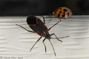 Boisea trivittata et coccinelle