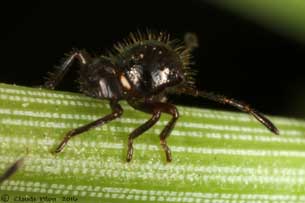 Thyanta custator accerra nymphe stade II