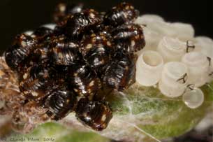 Thyanta custator accerra nymphes